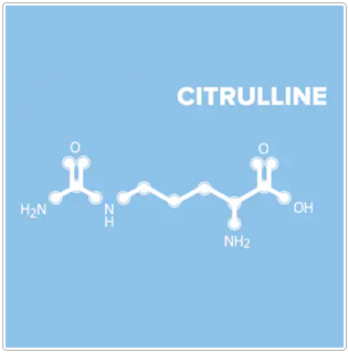 Molecular Citrulline Structure
