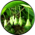 He Shou Wu ingredient