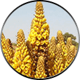 Eucommia Bark ingredient
