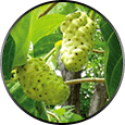 morinda root ingredient