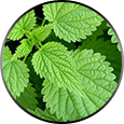 nettle root ingredient