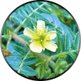 Tribulus Terrestris ingredient