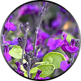 salvia root ingredient