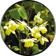 Horny Goat Weed ingredient