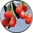 goji berry ingredient